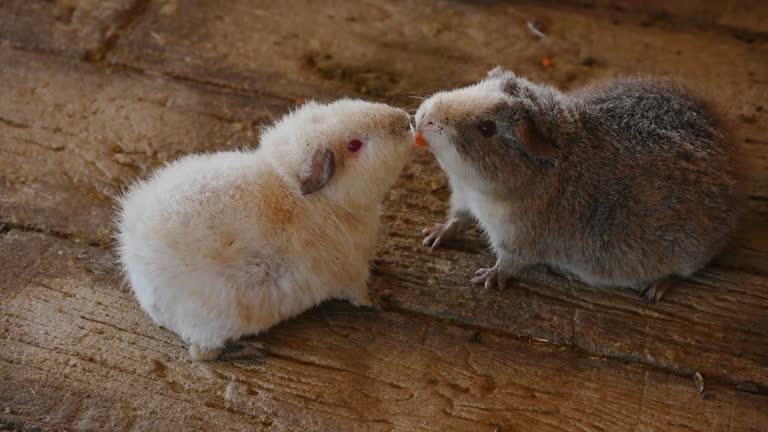 Male Rats Fighting 82 Rats Fighting Stock Videos, Footage, & 4K Video Clips - Getty Images