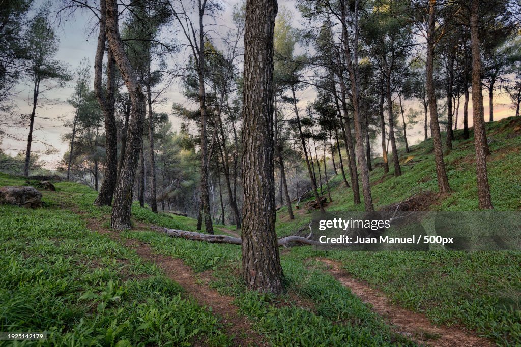 Trees growing in forest