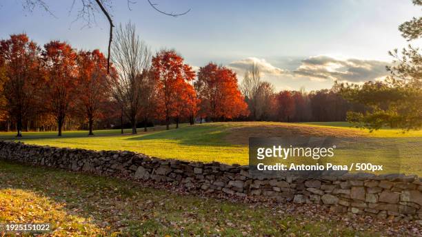 trees on field against sky during autumn,middleburg,virginia,united states,usa - loudoun county stock pictures, royalty-free photos & images