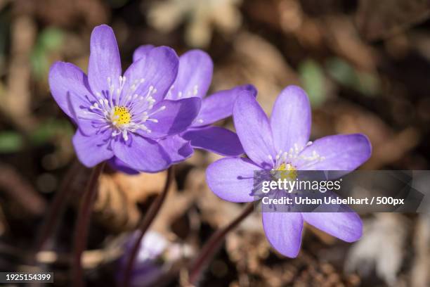 close-up of purple crocus flowers - behaart 個照片及圖片檔