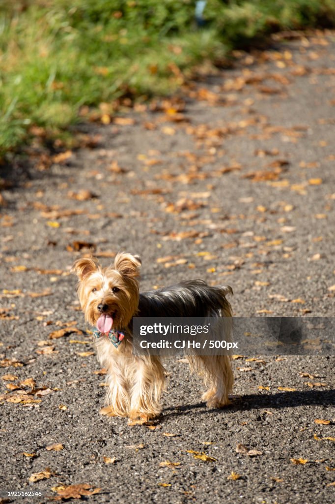 Portrait of yorkshire terrier walking on road,New York,United States,USA