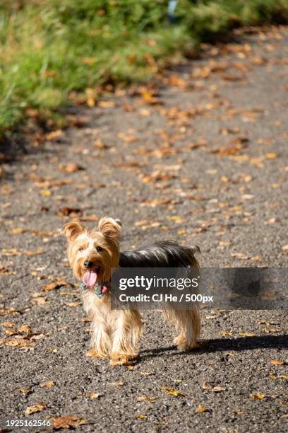 portrait of yorkshire terrier walking on road,new york,united states,usa - terrier imagens e fotografias de stock