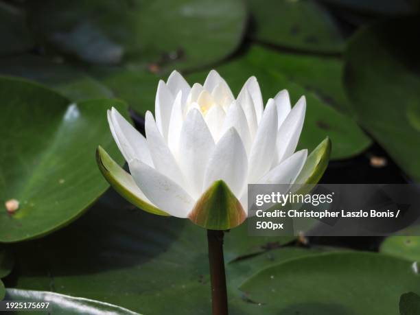 close-up of lotus water lily in lake,wellesley hills,massachusetts,united states,usa - water lily stock pictures, royalty-free photos & images