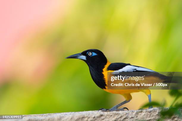 close-up of songbird perching on branch,willemstad,curacao - viser stock pictures, royalty-free photos & images