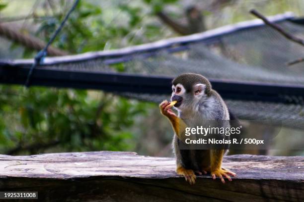 close-up of squirrel monkey eating food on wood - dödskalleapa bildbanksfoton och bilder