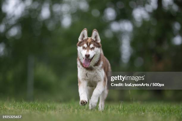 portrait of sled purebred siberian husky running on field - シベリアンハスキー ストックフォトと画像