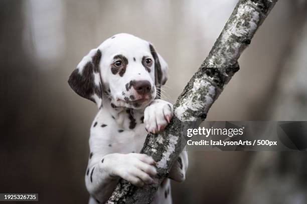 portrait of dalmatian purebred dog on tree trunk - dalmatian dog stock pictures, royalty-free photos & images