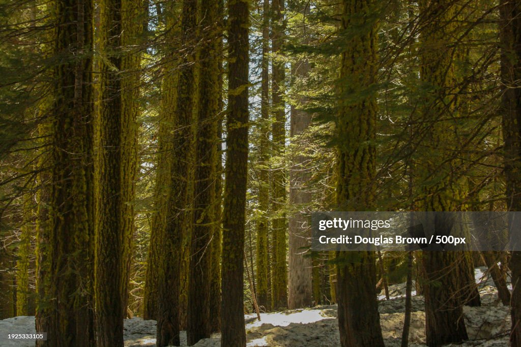 Trees in forest,California,United States,USA