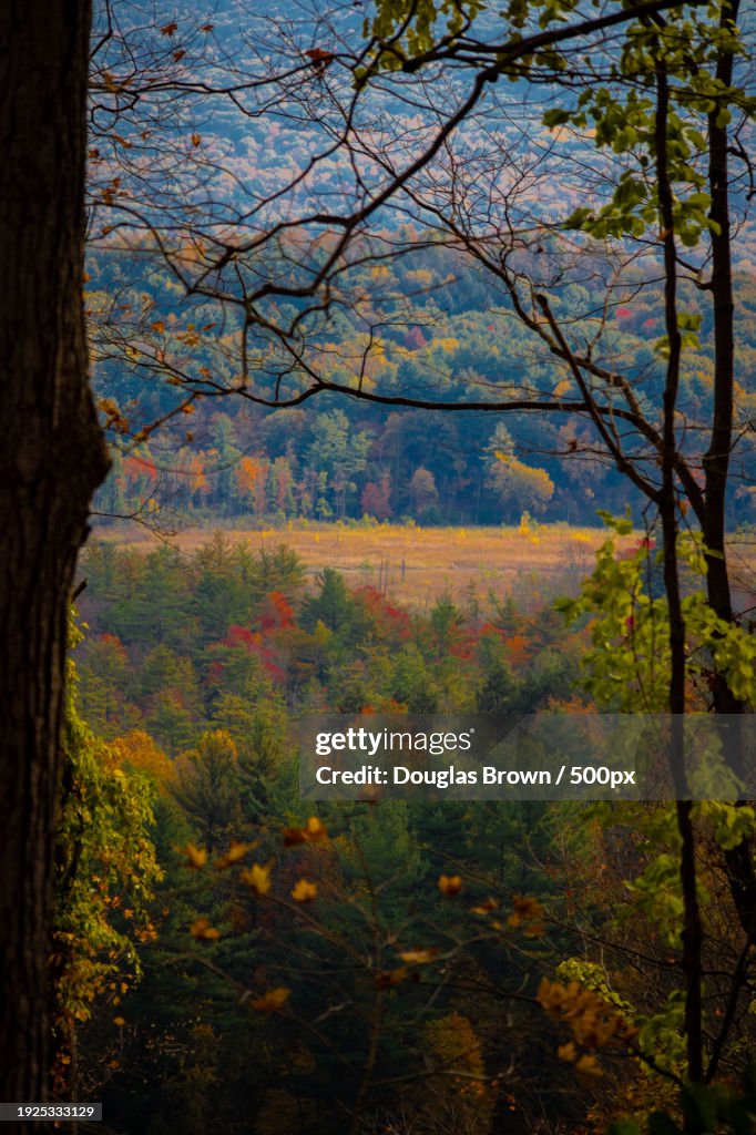 Trees in forest during autumn,Stockbridge,Massachusetts,United States,USA