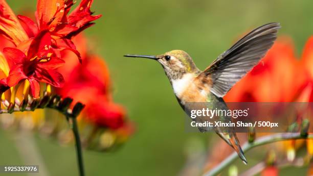 close-up of hummingbird flying by red flower,surrey,british columbia,canada - surrey british columbia stock pictures, royalty-free photos & images