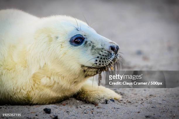 close-up of seal on sand at beach - kegelrobbe ストックフォトと画像