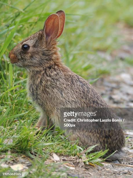 close-up of cottontail on field,wellesley,massachusetts,united states,usa - cottontail stock pictures, royalty-free photos & images