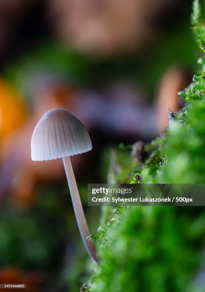 Close-up of mushroom growing on tree