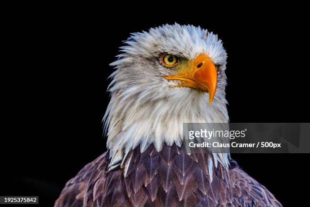 close-up of bald eagle against black background - auge close up ストックフォトと画像