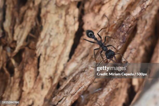 Anto Tree 262 Ant Tree Stock Photos, High-Res Pictures, and Images - Getty Images