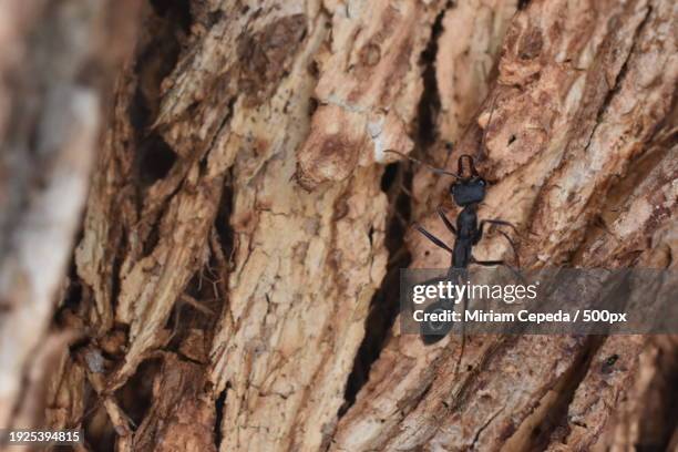 Anto Tree 254 Ant Tree Stock Photos, High-Res Pictures, and Images - Getty Images