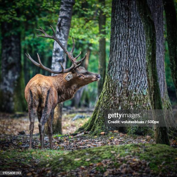 side view of red deer standing by plants in forest,rambouillet,france - rambouillet forest stock pictures, royalty-free photos & images