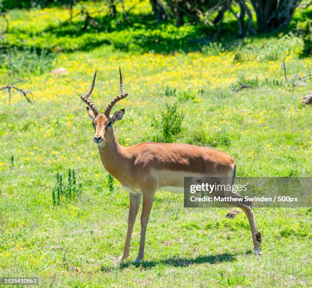 side view of deer standing on field - impala stock-fotos und bilder