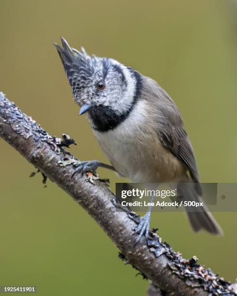 close-up of crested tit perching on branch - crested tit stock pictures, royalty-free photos & images