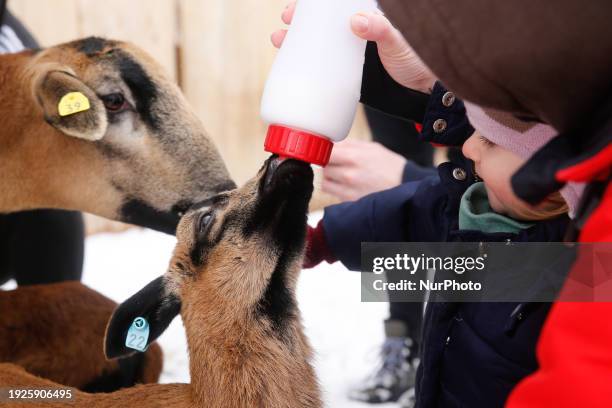 Family with a toddler feeds young blackbelly sheeps in an ecological sheep farm in the suburbs of Krakow, Poland on January 14, 2024. The owners of...