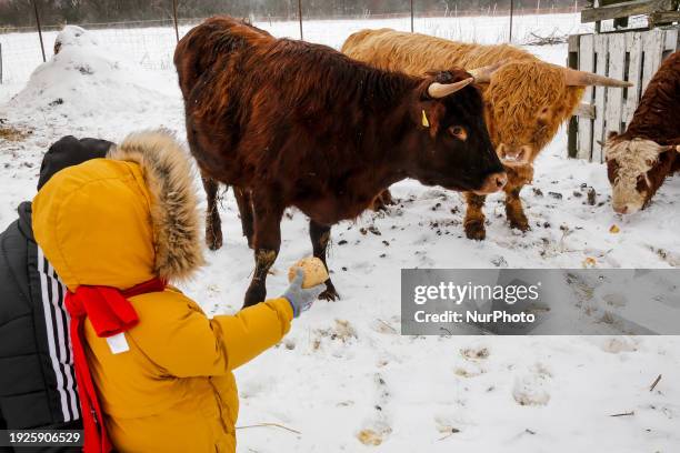 Family with a toddler feeds a cattle - a mix of Jersey and Scottish Highland cattle in an ecological farm in the suburbs of Krakow, Poland on January...