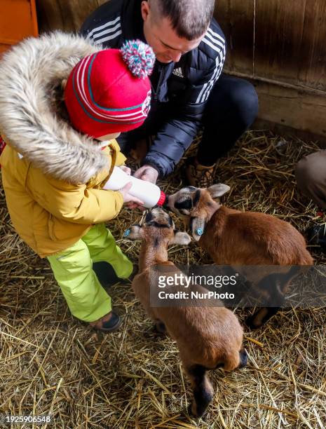 Family with a toddler feeds young blackbelly sheeps in an ecological sheep farm in the suburbs of Krakow, Poland on January 14, 2024. The owners of...