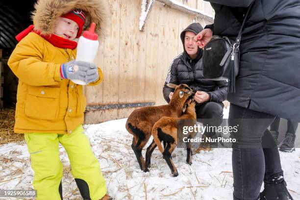 Family with a toddler feeds young blackbelly sheeps in an ecological sheep farm in the suburbs of Krakow, Poland on January 14, 2024. The owners of...