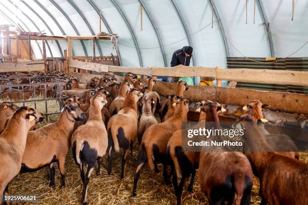 Sheep crowd to receive food in an ecological Barbados Blackbelly sheep farm in the suburbs of Krakow, Poland on January 14, 2024. The owners of the...