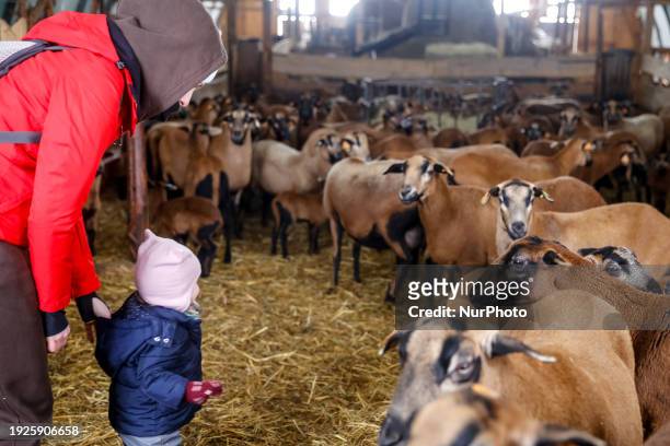 Family with a toddler visits an ecological Barbados blackbelly sheep farm in the suburbs of Krakow, Poland on January 14, 2024. The owners of the...