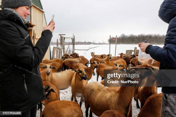 Couple visits an ecological sheep farm in the suburbs of Krakow, Poland on January 14, 2024. The owners of the farm organize educational and...