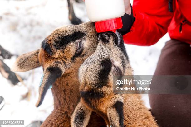 Family feeds young blackbelly sheeps in an ecological sheep farm in the suburbs of Krakow, Poland on January 14, 2024. The owners of the farm...