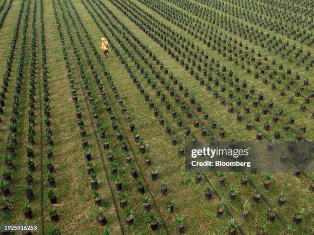 Worker walks through the oil palm tree nursery of PT Gunung Sejahtera Dua Indah, an unit of Astra Agro Lestari Tbk, at West Kotawaringin regency,...