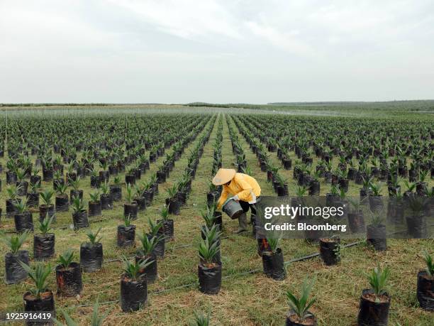 Worker applies fertilizer to young oil palm trees at the nursery of PT Gunung Sejahtera Dua Indah, an unit of Astra Agro Lestari Tbk, at West...