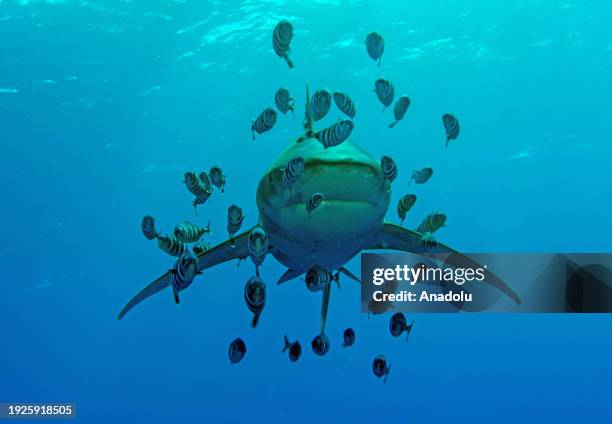 Sharks were captured on film during a dive conducted by Tahsin Ceylan, Anadolu's underwater image director and documentary producer at Elphinstone...