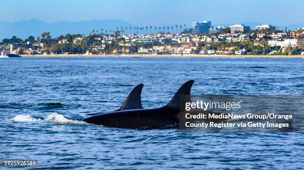 Newport Beach, CA With coastal homes as a backdrop, orcas swim off the coast of Newport Beach on Tuesday, January 9, 2024. Various whale watching...