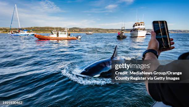 Newport Beach, CA An orca swims close to the Newport Coastal Adventure boat as other whale watching boats follow off the coast of Newport Beach on...