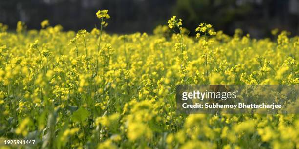 mustard plantation in assam - sauce miel moutarde photos et images de collection