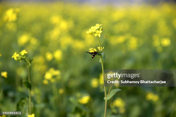 mustard plantation in assam - sauce miel moutarde photos et images de collection