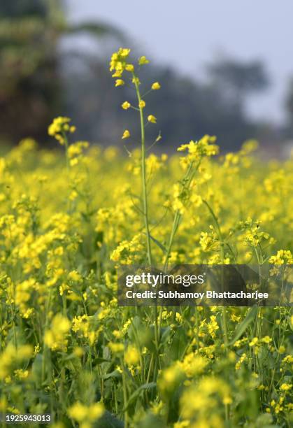 mustard plantation in assam - sauce miel moutarde photos et images de collection