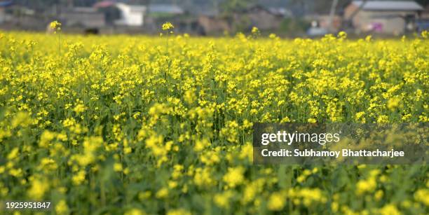 mustard plantation in assam - sauce miel moutarde photos et images de collection