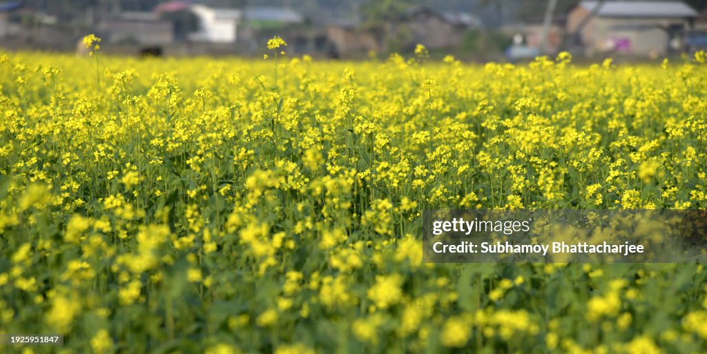 Mustard plantation in Assam