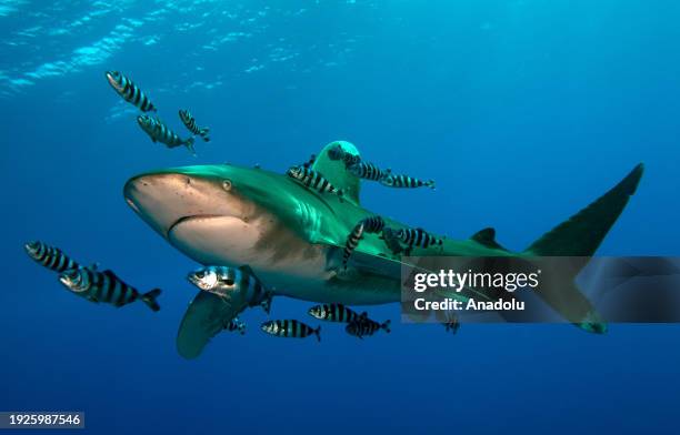 Sharks were captured on film during a dive conducted by Tahsin Ceylan, Anadolu's underwater image director and documentary producer at Elphinstone...