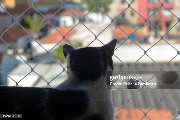 domestic cat looking through window - pet silhouette stock pictures, royalty-free photos & images