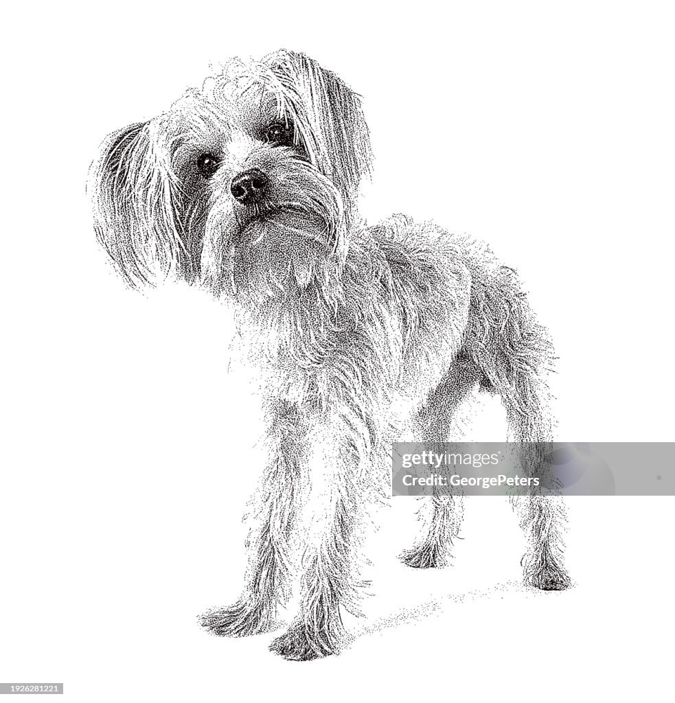 Yorkshire Terrier Dog in animal shelter hoping to be adopted
