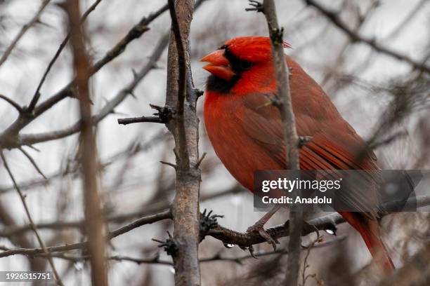 Male northern cardinal sits on a branch at Tommy Thompson Park in Toronto, Ontario, Canada on January 11, 2024. Man-made park near downtown Toronto,...