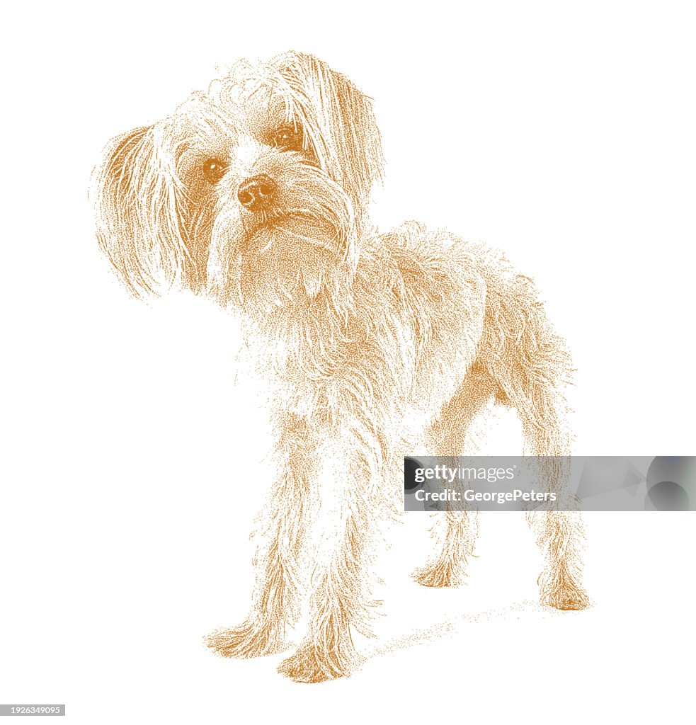 Yorkshire Terrier Dog in animal shelter hoping to be adopted