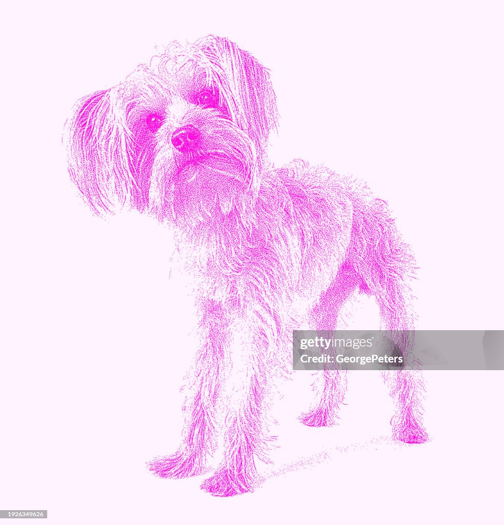 Yorkshire Terrier Dog in animal shelter hoping to be adopted
