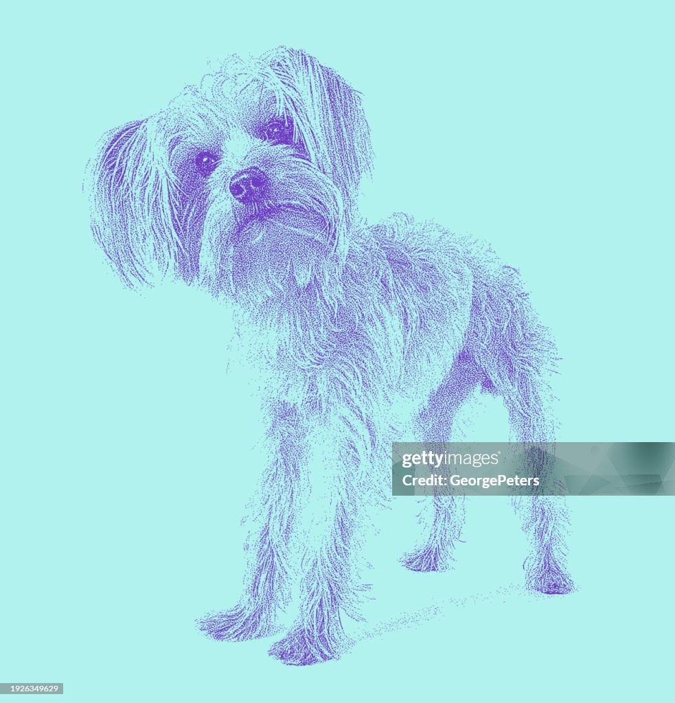 Yorkshire Terrier Dog in animal shelter hoping to be adopted