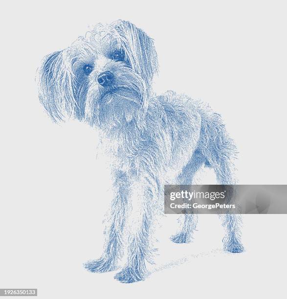 ilustraciones, imágenes clip art, dibujos animados e iconos de stock de perro yorkshire terrier en un refugio de animales con la esperanza de ser adoptado - enfurruñado ilustraciones de stock