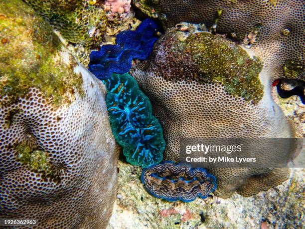 iridescent clam lips - giant clam stock pictures, royalty-free photos & images